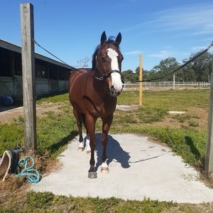In search of cheap western tack
